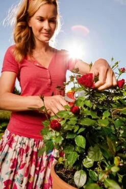 WOLF-Garten Snoeischaar "Premium Plus" RR 4000 - Max. Knipdiameter 22 Mm - Links- En Rechtshandige - Softinleg Handgreep - Snijhoek 30° - Voor Grote Handen - Vervangbare Messen -Tuingereedschap Winkel 799x1200 6